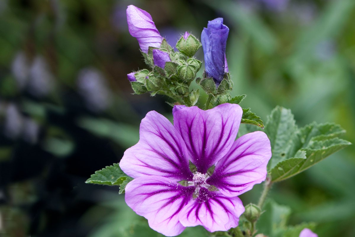Mauve