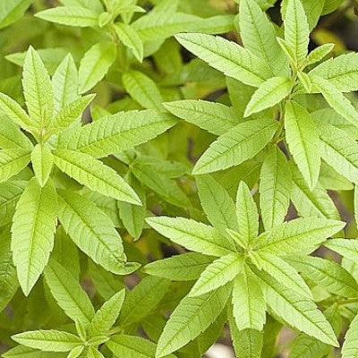 Verveine