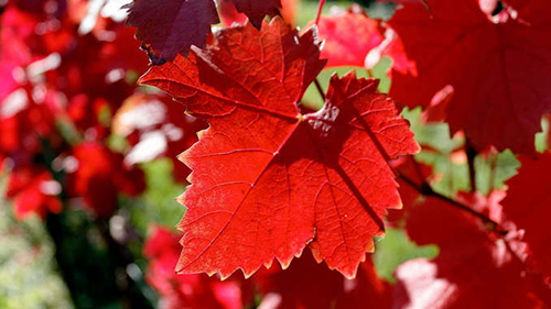 Vigne rouge